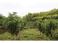 湿地松，马尾松，枫香，木荷杜英，香樟，杉木，造林小苗